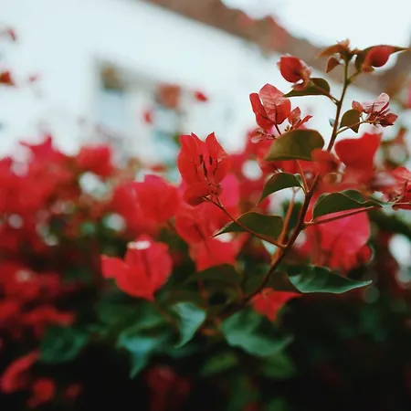 La Marquesa - Country In Villa Ronda